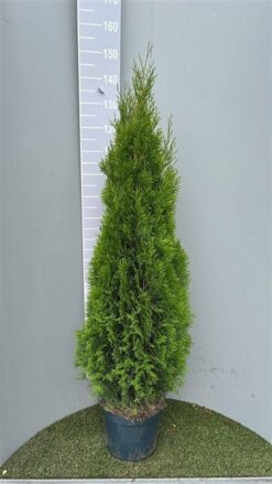 Thuja 'Smaragd' - Krukodlad - Premium - 125-150