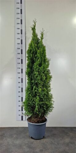 Thuja 'Smaragd' - Krukodlad - Premium Plus - 150-175