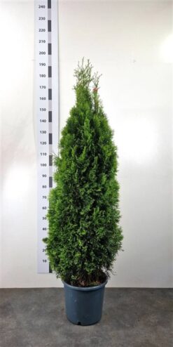 Thuja 'Smaragd' - Krukodlad - Premium Plus - 125-150