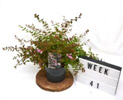Abelia 'Edward Goucher' - Krukodlad - Premium Plus - 20-40