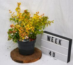 Abelia 'Francis Mason' - Krukodlad - Premium Plus - 20-40