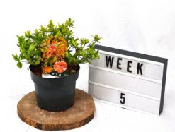 Abelia 'Kaleidoscope' - Krukodlad - Premium Plus - 20-40