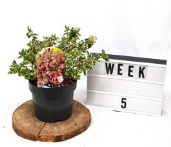 Abelia 'Magic Daydream' - Krukodlad - Premium Plus - 20-40