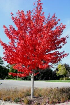 Lönn 'Autumn Blaze' - Frilandsodlad - Premium Plus