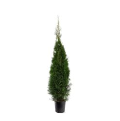 Thuja 'Smaragd' - Krukodlad - Standard - 125-150