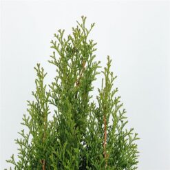 Thuja 'Smaragd' - Krukodlad - Premium Plus - 80-100