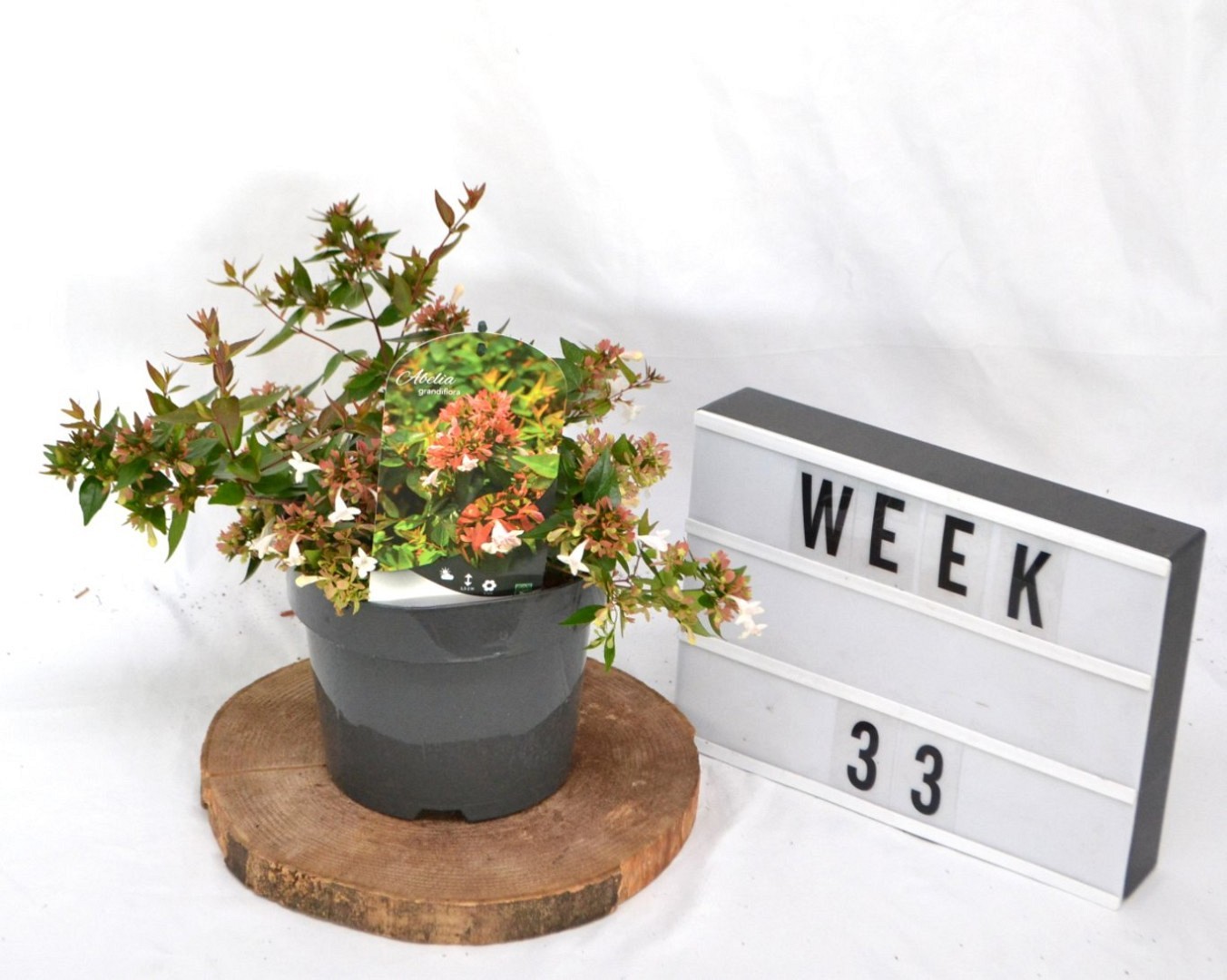 Abelia - Krukodlad - Premium Plus