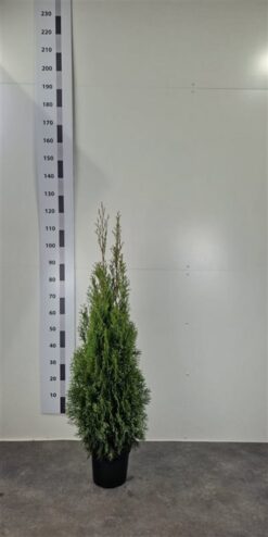 Thuja 'Smaragd' - Krukodlad - Premium - 100-120
