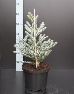 Koreagran 'Silberlocke' - Krukodlad - Premium Plus - 30-40