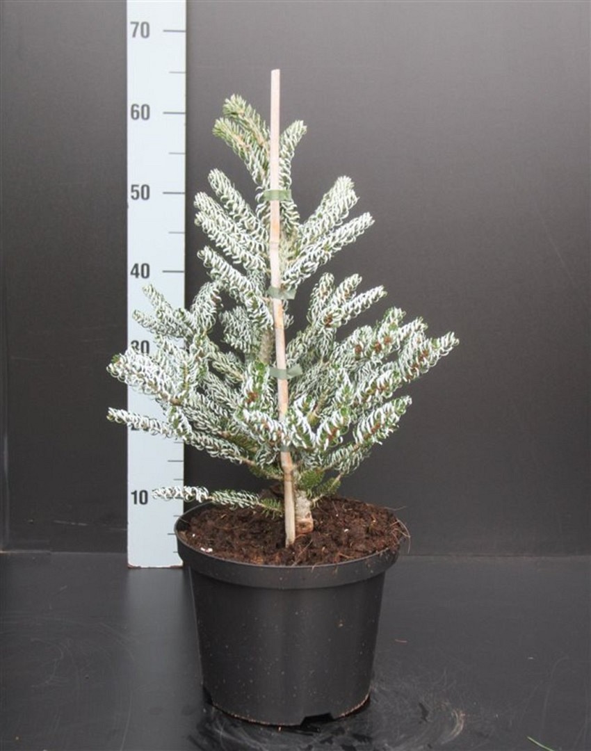 Koreagran 'Silberlocke' - Krukodlad - Premium Plus