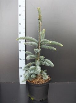 Kaskadgran 'Glauca' - Krukodlad - Premium Plus - 30-40