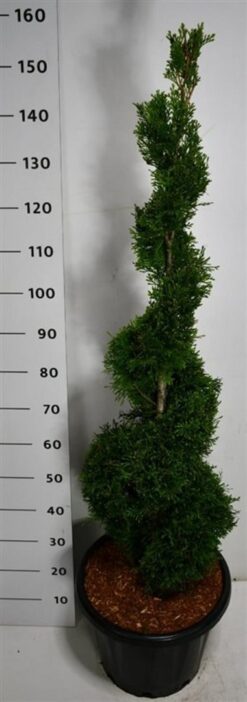 Thuja 'Smaragd' - Spiral - Krukodlad - Premium Plus - 100-125
