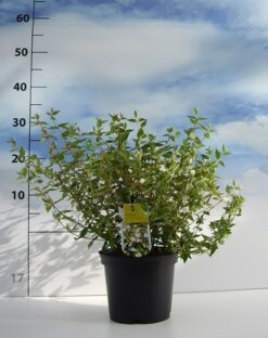 Abelia 'Sherwood' - Krukodlad - Premium Plus - 20-30