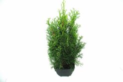 Thuja 'Smaragd' - Krukodlad - Premium Plus - 45-50