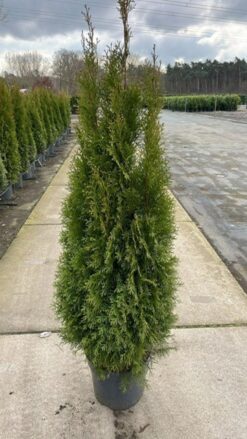 Thuja 'Smaragd' - Krukodlad - Premium - 150-175