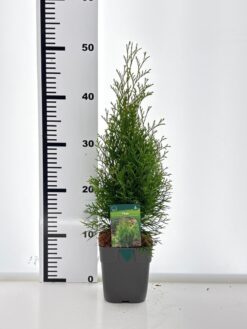Thuja 'Smaragd' - Krukodlad - Premium Plus