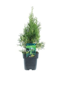 Thuja 'Smaragd' - Krukodlad - Premium Plus - 20-30