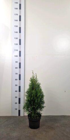 Thuja 'Smaragd' - Krukodlad - Premium Plus - 50-60
