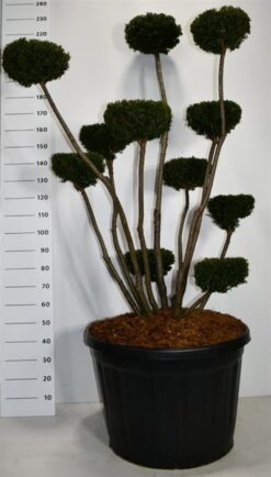 Idegran 'Hicksii' - Krukodlad - 175-200