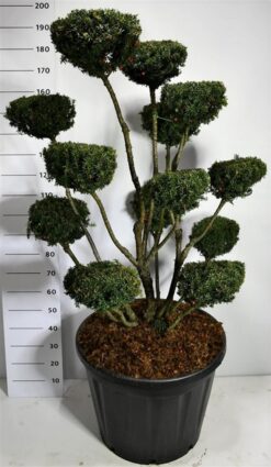 Idegran 'Hicksii' - Krukodlad - 125-150