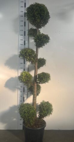 Thuja 'Brabant' - PonPon - Krukodlad