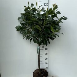Lagerhägg 'Etna' - Stamform - Krukodlad