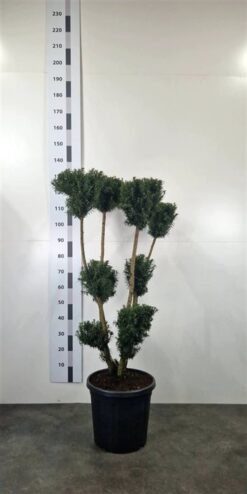 Idegran 'Hicksii' - PonPon - Krukodlad