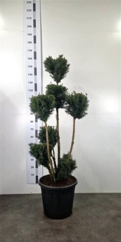 Idegran 'Hicksii' - PonPon - Krukodlad