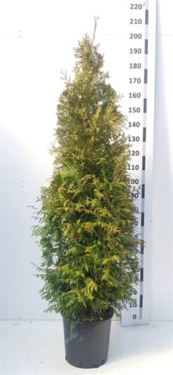 Thuja 'Brabant' - Krukodlad