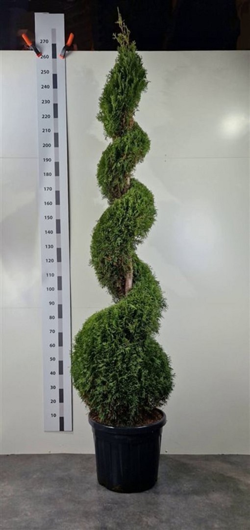 Thuja 'Smaragd' - 230 - 240 cm, Krukodlad
