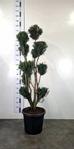 Idegran 'Hicksii' - PonPon - Krukodlad