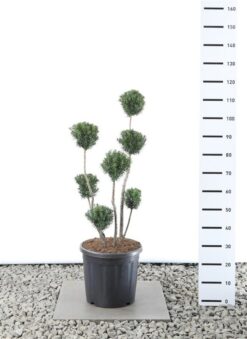 Idegran 'Hicksii' - PonPon - Krukodlad
