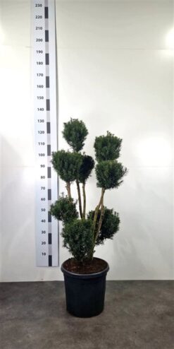 Idegran 'Hicksii' - PonPon - Krukodlad