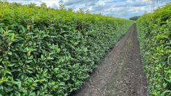Portugisisk lagerhägg 'Angustifolia' - Färdighäck - Krukodlad