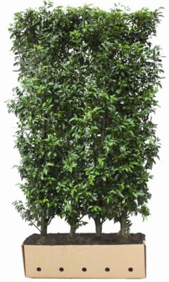 Portugisisk lagerhägg 'Angustifolia' - Färdighäck - Krukodlad