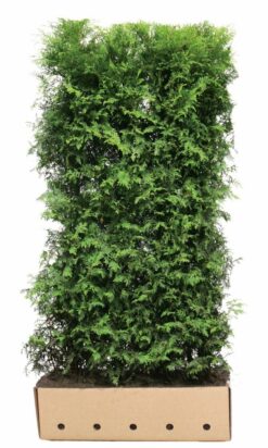 Thuja 'Brabant' - Färdighäck - Krukodlad