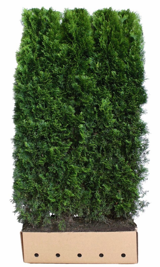 Thuja 'Smaragd' - Färdighäck - Krukodlad