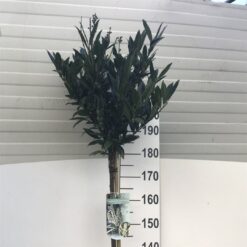 Lagerhägg 'Otto Luyken' - Stamform - Krukodlad