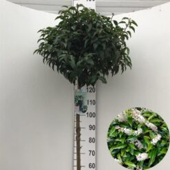 Portugisisk lagerhägg 'Angustifolia' - Stamform - Krukodlad