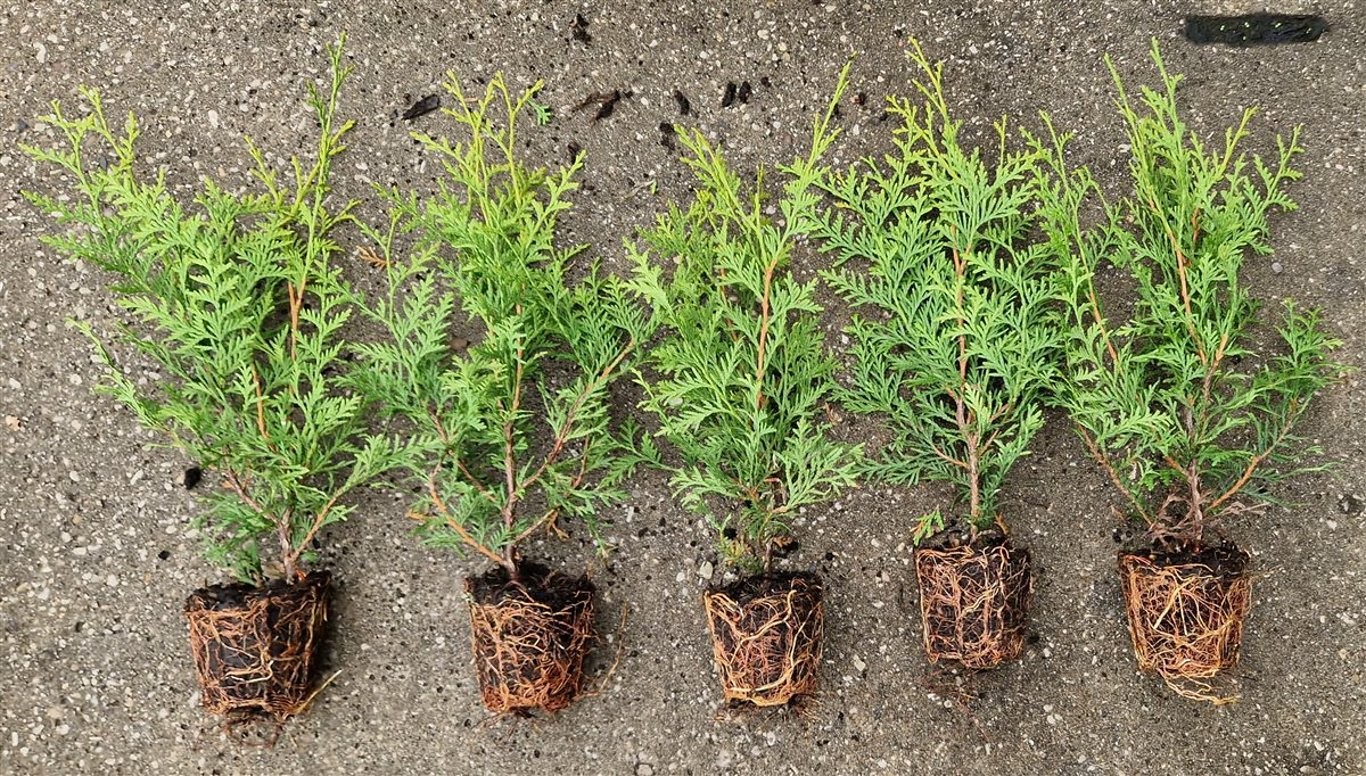 Thuja 'Brabant' - Krukodlad