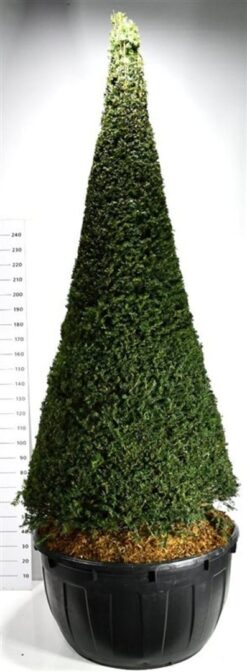 Idegran - 280 - 300 cm, Krukodlad