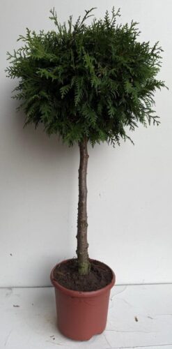 Thuja 'Brabant' - Stamform - Krukodlad