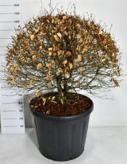 Bok 'Atropunicea' - Krukodlad - 80-90