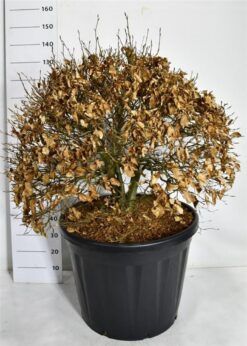 Bok - Krukodlad