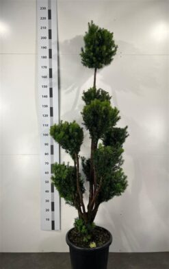 Idegran 'Hicksii' - PonPon - Krukodlad