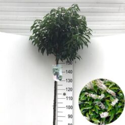Portugisisk lagerhägg 'Angustifolia' - Stamform - Krukodlad