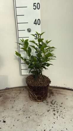 Portugisisk lagerhägg 'Angustifolia' - Krukodlad