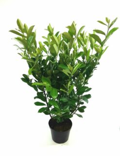 Lagerhägg 'Rotundifolia' - Krukodlad - 140-160