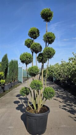 Idegran 'Hicksii' - PonPon - Krukodlad