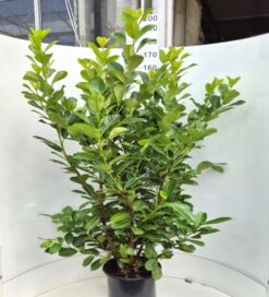 Lagerhägg 'Rotundifolia' - Krukodlad